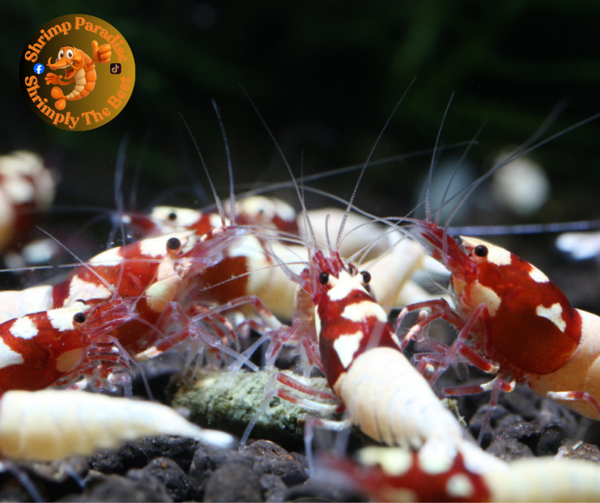 Red Spotted Head Pinto - Graded