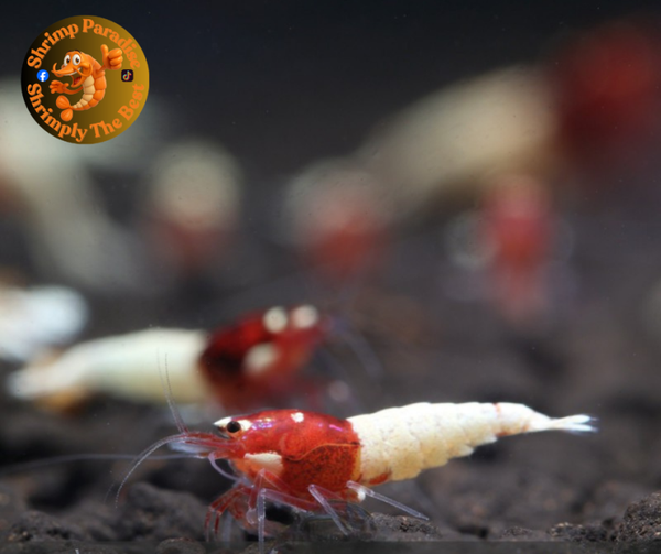 Red Pinto Shrimp