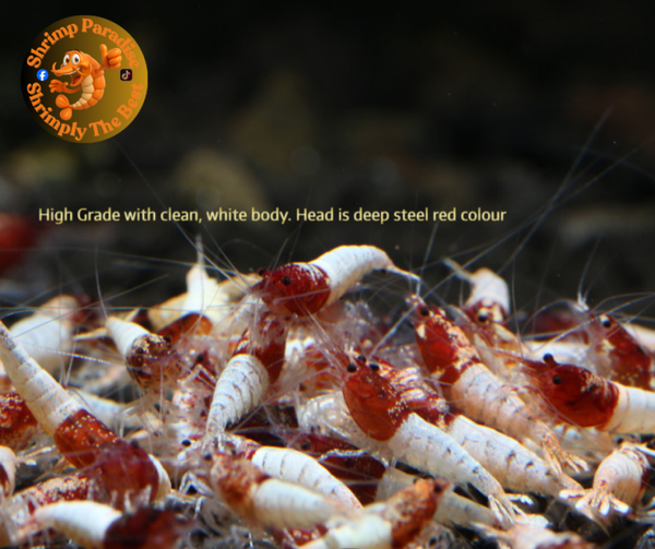 Red Steel Shrimp - HIGH GRADE