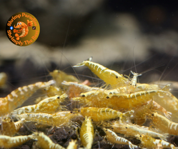 Yellow Galaxy / Fishbone