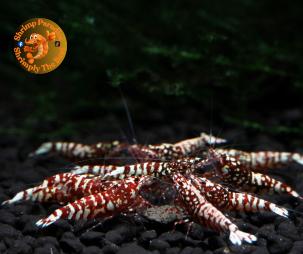 RED MARBLE Shrimp