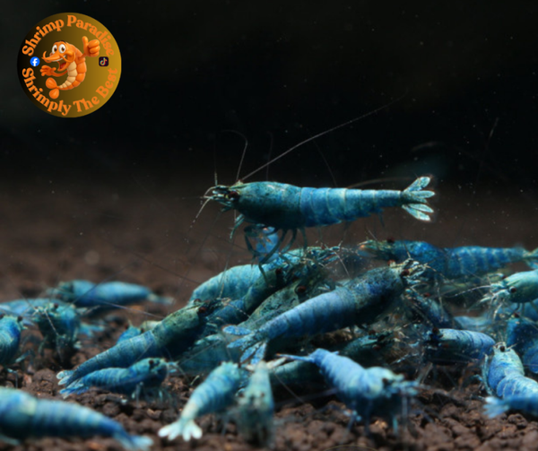 10+1 x EXTREME BLUE BOLT | Caridina Shrimp