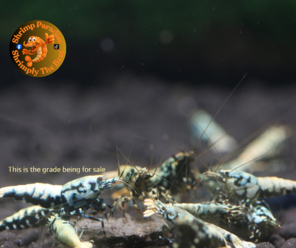 BOA Shrimp