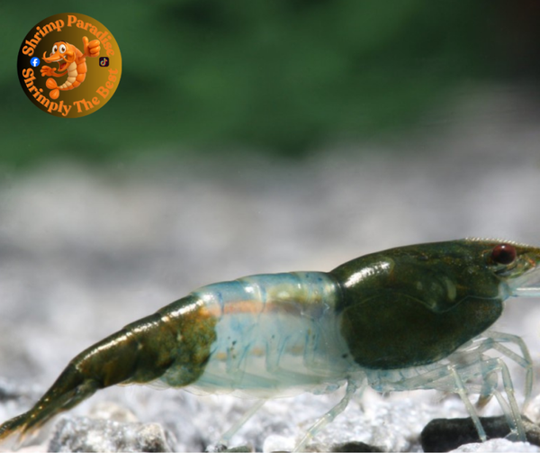 Green Rili - HIGH GRADE