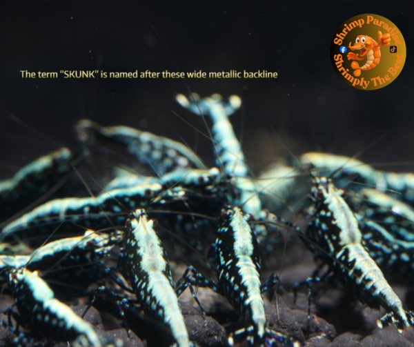 BLACK SKUNK SNOWFLAKE Shrimp