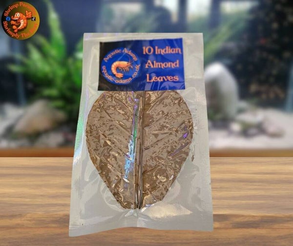 Indian Almond Leaves x10