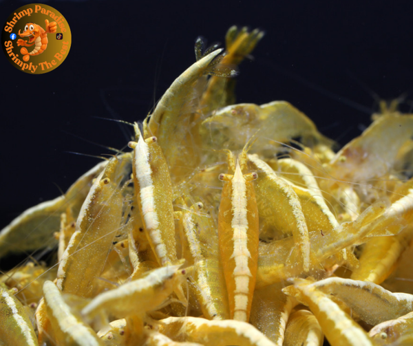 GOLDEN EYE Yellow Cherry Shrimp | With Golden Back Line