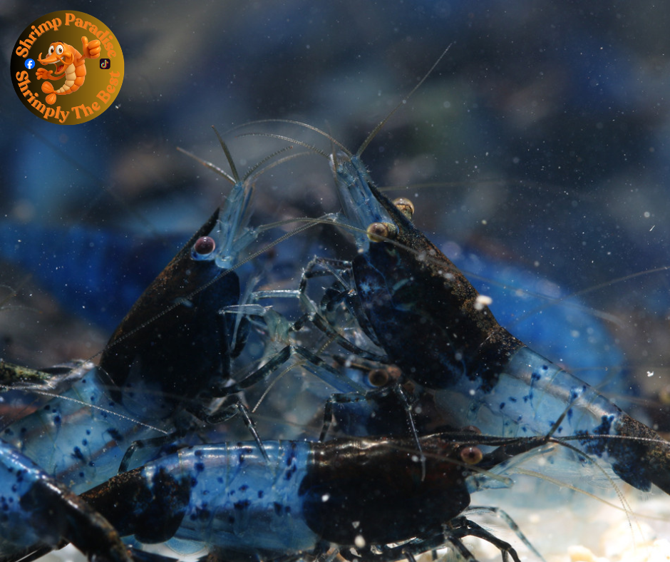 BLUE RILI Shrimp | Dark Blue | High Grade