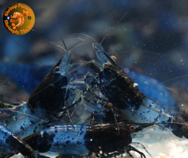 BLUE RILI Shrimp | Dark Blue | High Grade