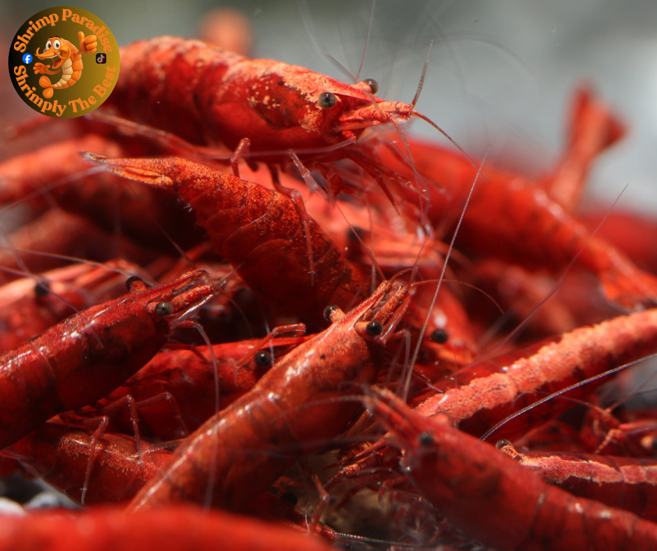 THE ONE RED Shrimp  With Back Line