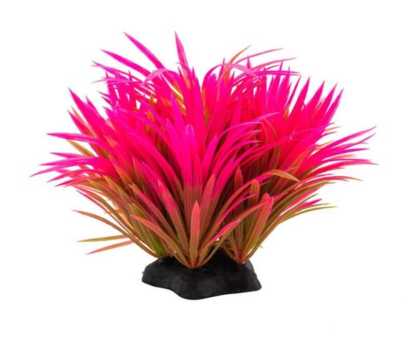 AQ Helanthium Plant Pink 10cm