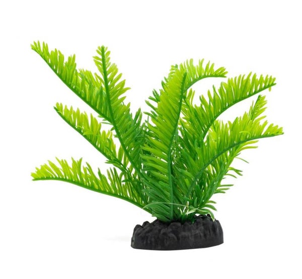 AQ Fern Green 15cm 1DA270