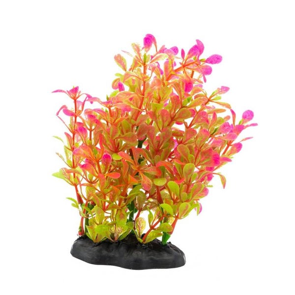AQ Rotala Plant Pink 15cm