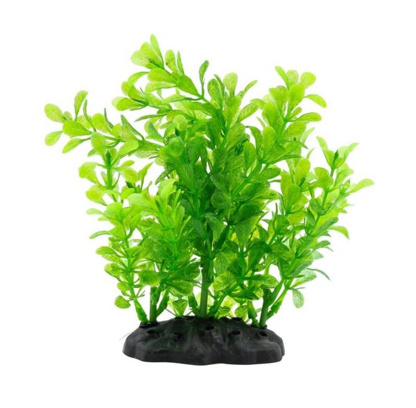 AQ Rotala Bush Green 15cm 1DA276