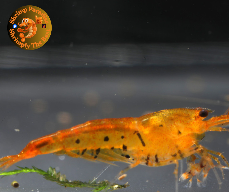 TANGERINE TIGER Shrimp | Caridina Serrata