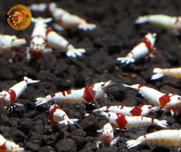 10+1 x PURE RED LINE | SS Grade with Hinomaru or No Entry Pattern