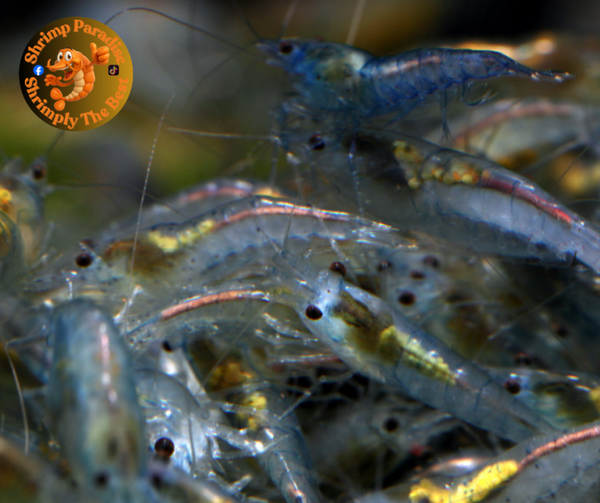 BLUE JELLY Cherry Shrimp  Neocaridina Cherry Shrimp