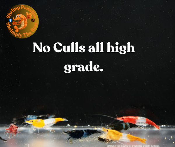 CANDY CANE MIX Colour Cherry Shrimp | Group of 10 Shrimp