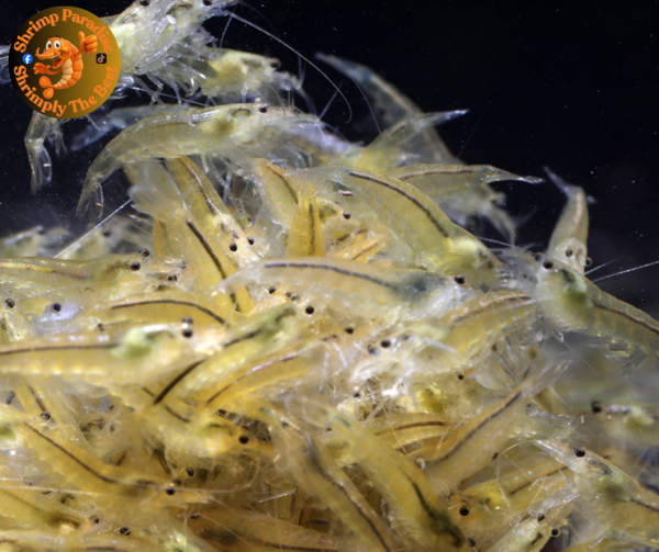 YELLOW AMANO (Small) Shrimp| Caridina Multidentata Species