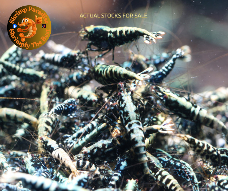 Black Metallic Snowflake & Stardust