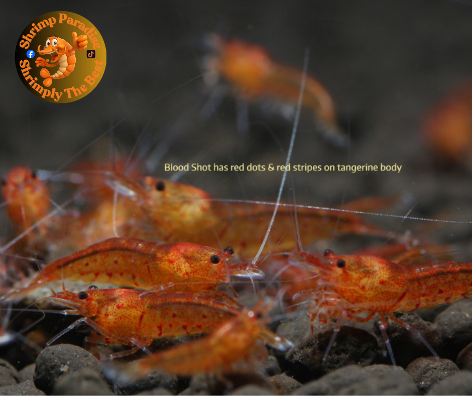 BLOOD SHOT Shrimp | Caridina Serrata