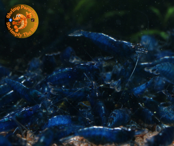 Blue Velvet HIGH GRADE