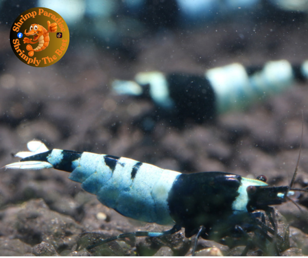 Blue Shadow Hinomaru / No Entry