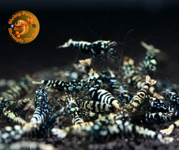 BLACK BASE GALAXY TIGER & SNOWFALL Mix