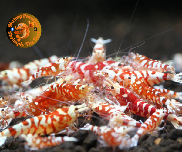 Red Fancy Tiger - Various Grade