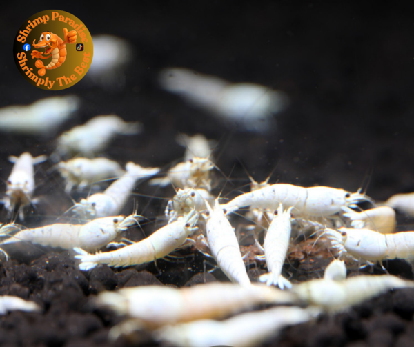 PURE WHITE LINE | Caridina Shrimp