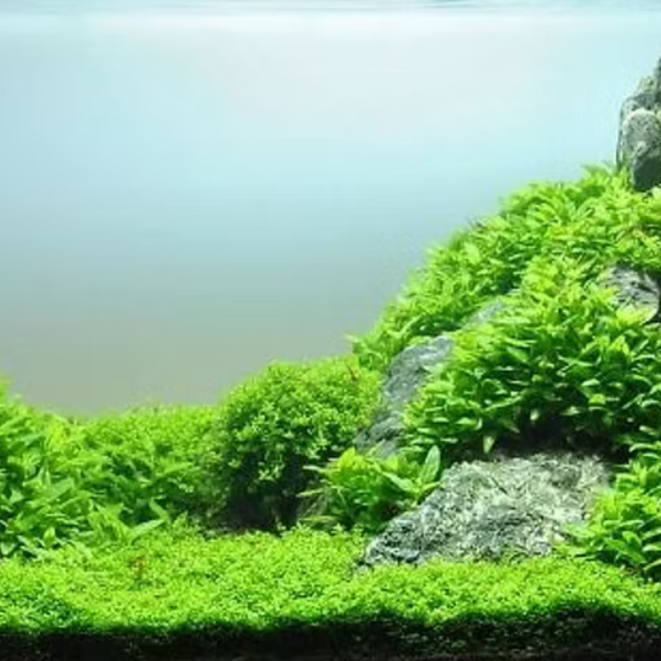 Staurogyne Repens 'Mud Mat'