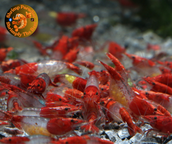 Red Rili – HIGH GRADE