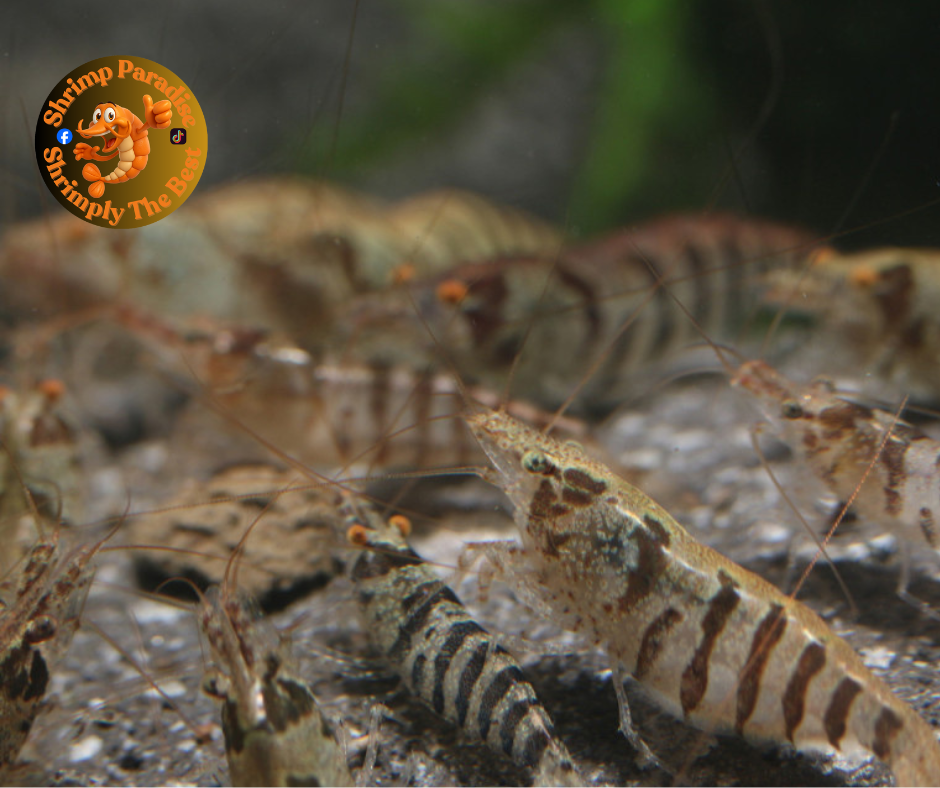 Indian Zebra - Babaulti Shrimp