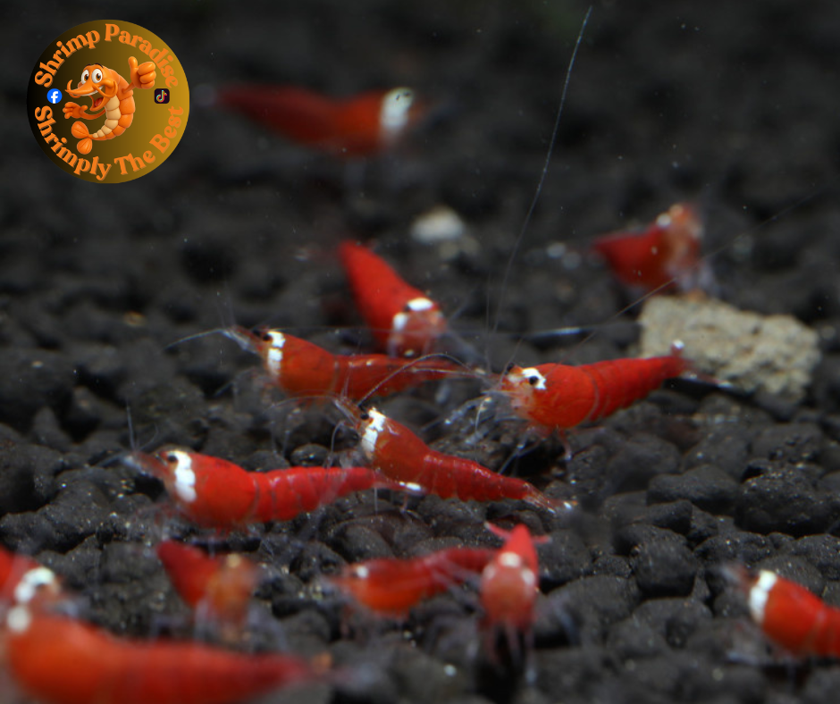 SANTA - Super Crystal Red Shrimp