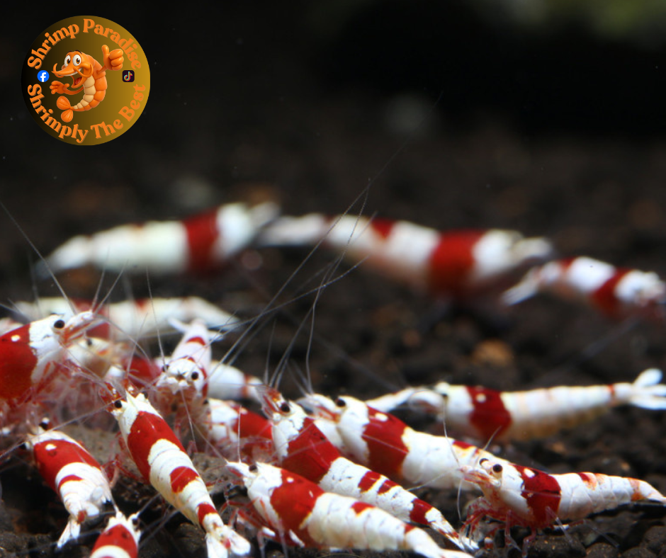 PURE RED LINE - SS Grade