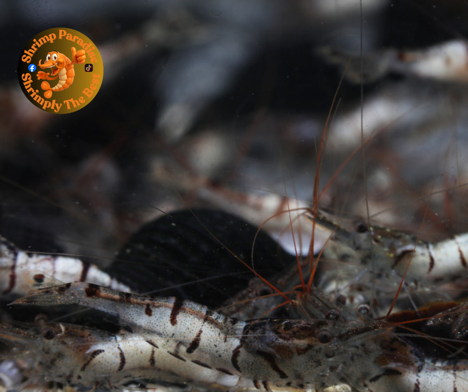 Snow Zebra - Sulawesi Shrimp