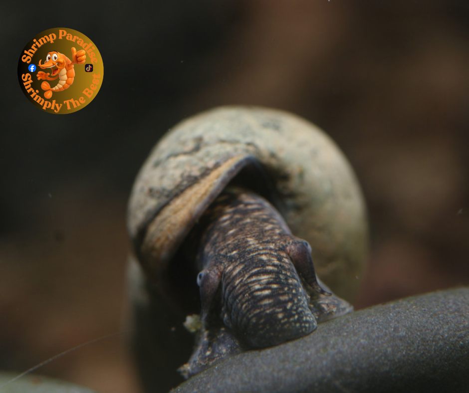 Chocolate Poso Elephant Snail