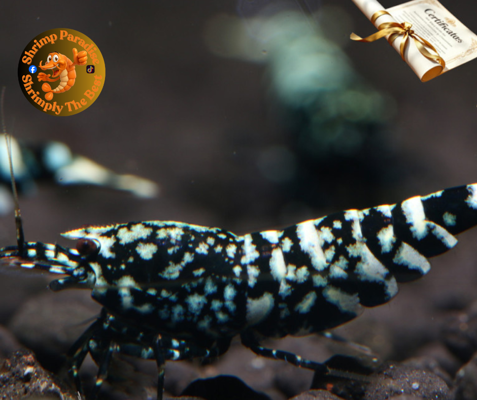 BLACK MARBLE Shrimp