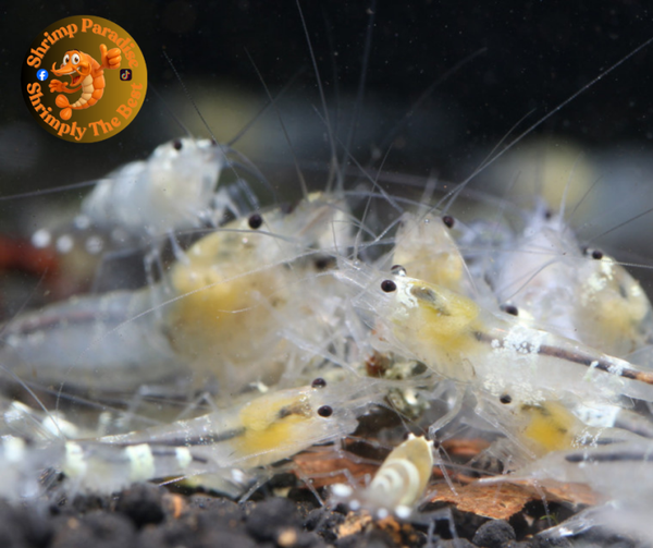 Ghost Bee Shrimp