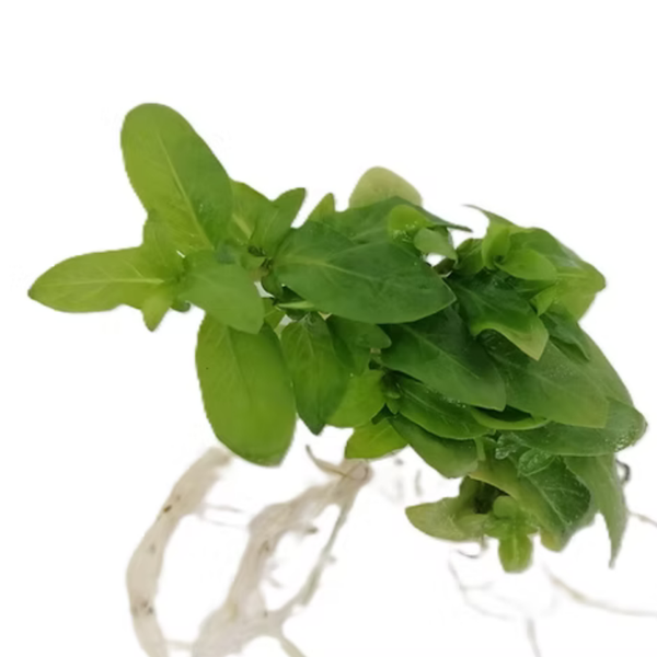 Staurogyne Repens - Mud mat