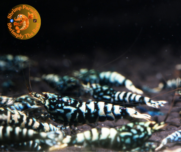 Black Snowflake Zebra