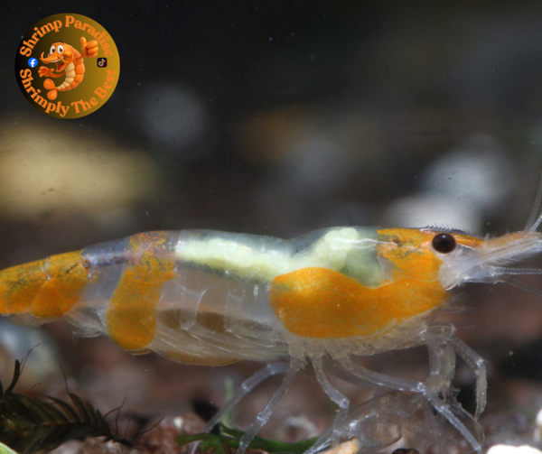 Orange Rili HIGH GRADE