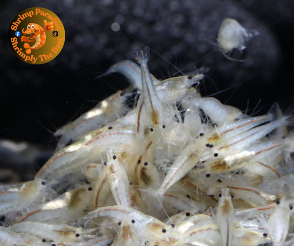 Snow Ball  –HIGH GRADE