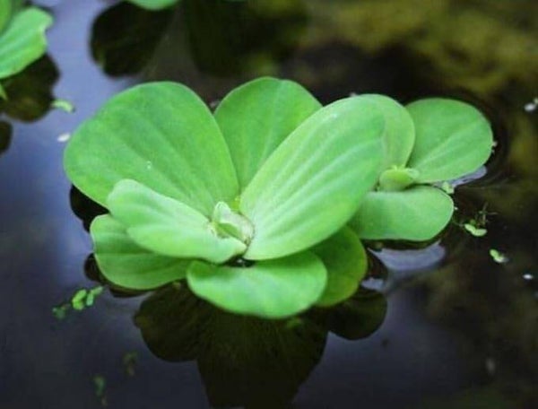 Water Lettuce (Pistia Stratiotes) x6