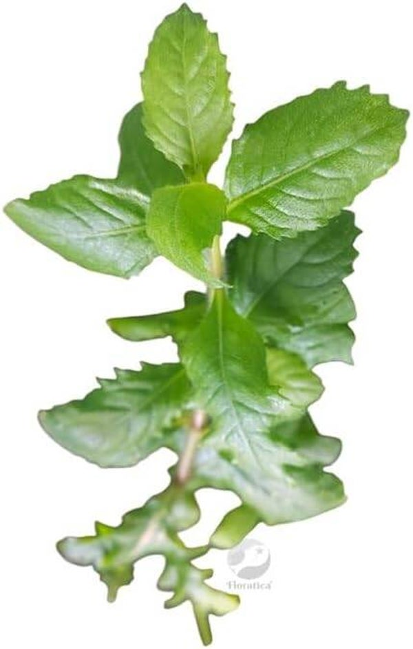 Hygrophila Difformis 'Water Wisteria' Live Aquarium Plants Tropical Fish Tank Free of Pesticides Shrimp Safe Snail Free