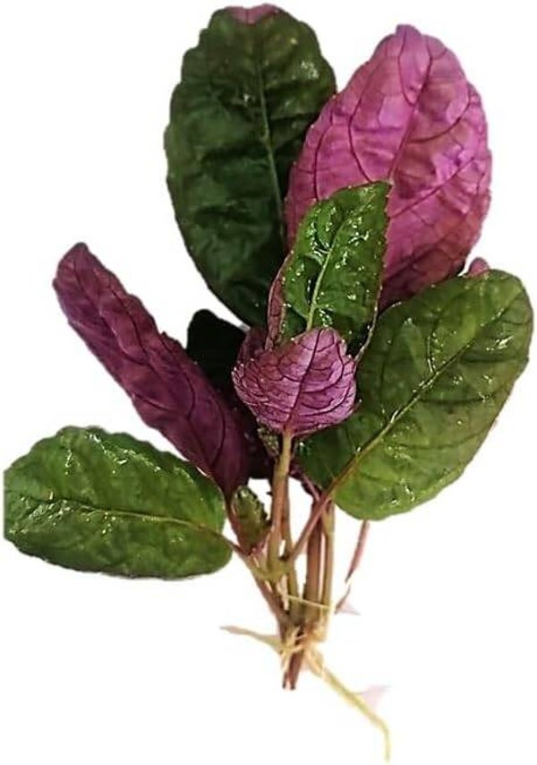 Hemigraphis Colorata 'Exotica' (x3) Live Aquarium Plants Tropical Fish Tank Shrimp Safe Snail Free