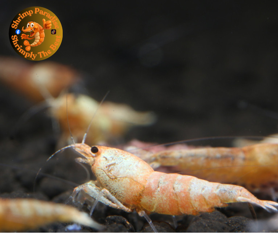 Red & Peach Bolt Shrimp