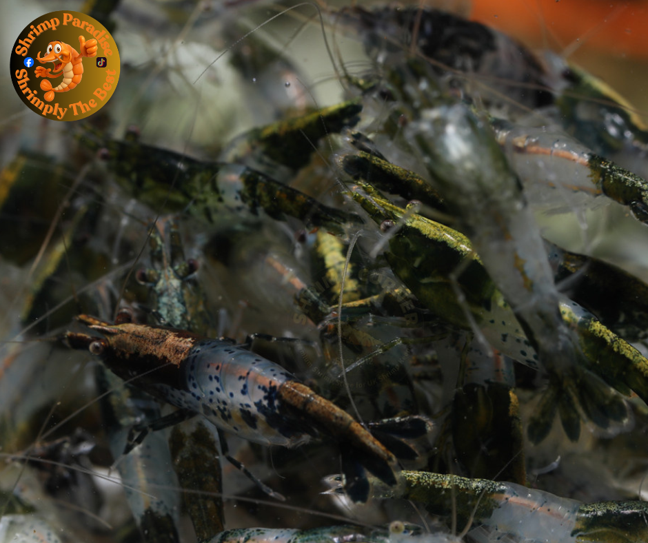 GREEN RILI with Golden Back Line | Cherry Shrimp
