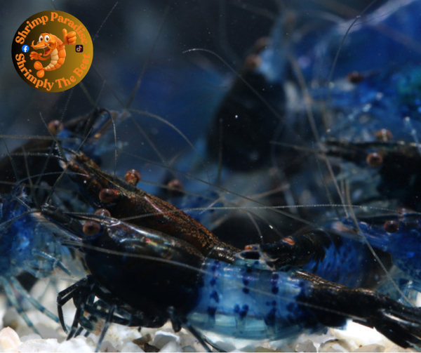 Blue Rili Carbon HIGH GRADE