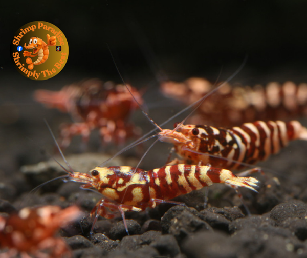 Metallic Red Galaxy Tiger